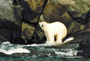 Blog-Arctic-Polar-Bear
