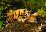 Tigers & Treasures of India