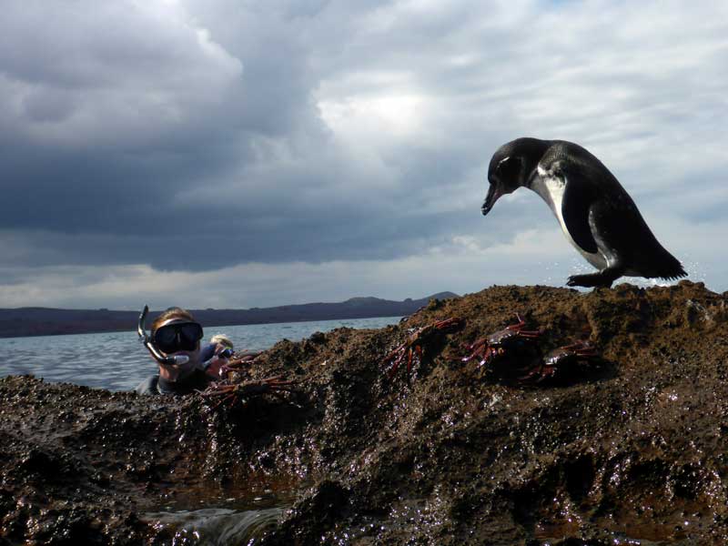 Blog-Penguins-Galapagos-Islands