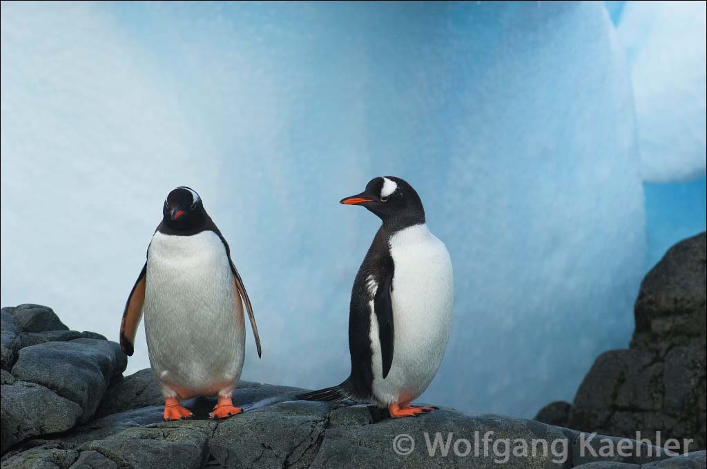 ANTARCTICA, ANTARCTIC PENINSULA, CUVERVILLE ISLAND, GENTOO PENGUINS