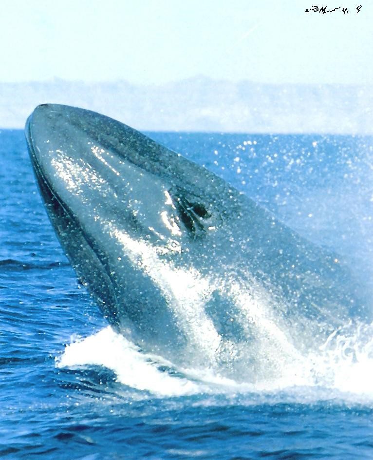 Blue Whale