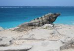 Mexico - Great Whites, Whale Sharks & Cenotes