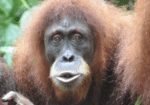 Close-up of an orangutan's face.