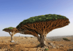 Dragon trees in a desert landscape.