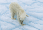 ARCTIC CRUISE ADVENTURE: IN SEARCH OF THE POLAR BEAR