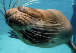 GALAPAGOS BEACHES & BAYS LED BY NADIA ECKHARDT